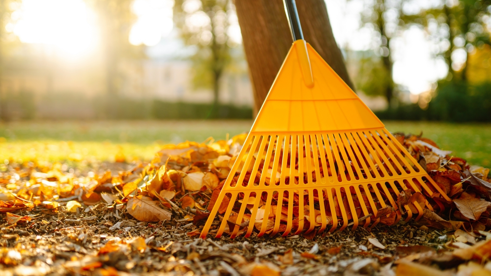 Seasonal-Landscape-Cleanup