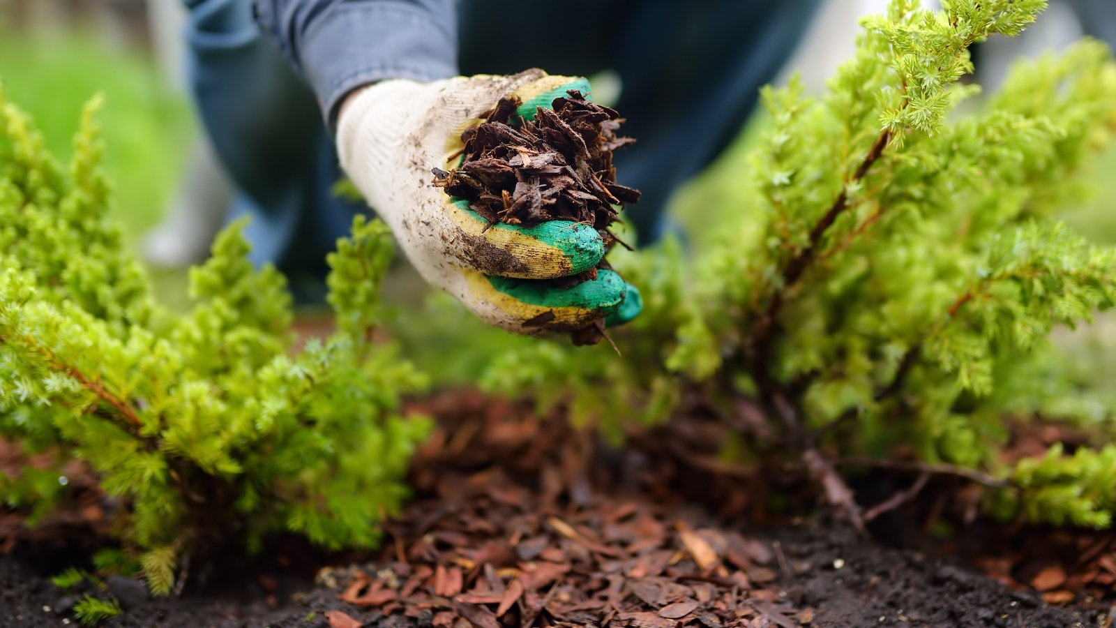 Mulching-Services