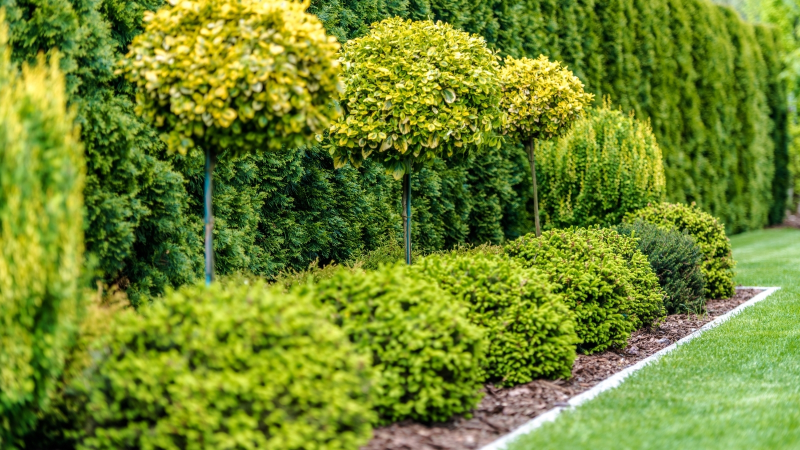 Tree-and-Shrub-Care