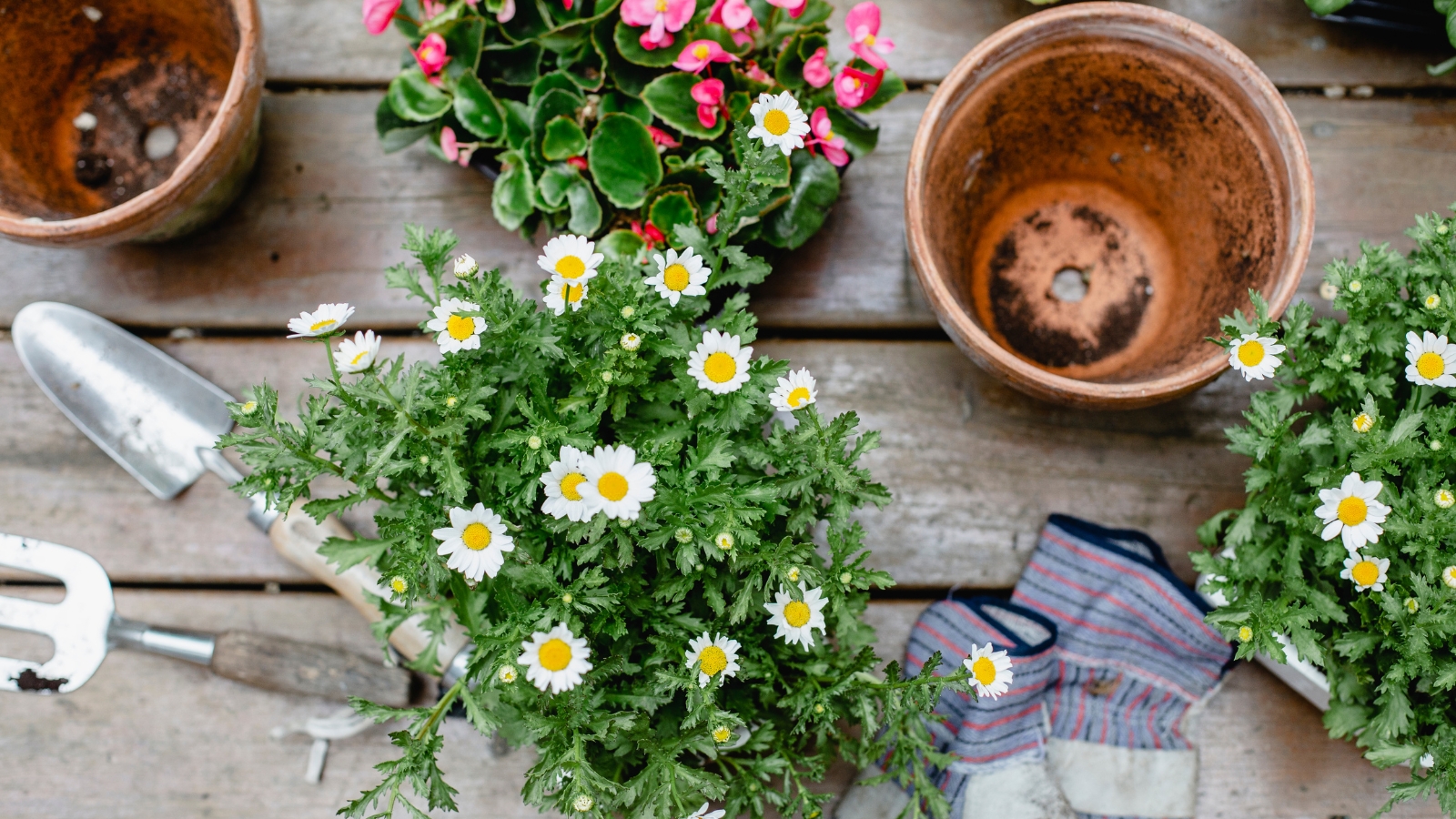 Perennial-Seasonal-Planting