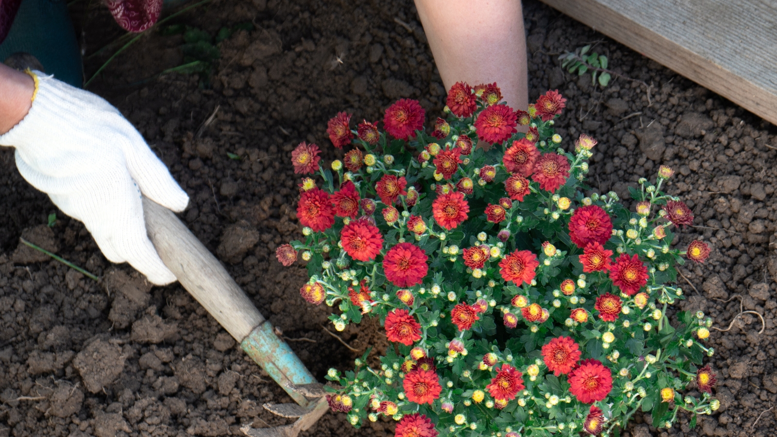 Bayside-Landscaping-Service