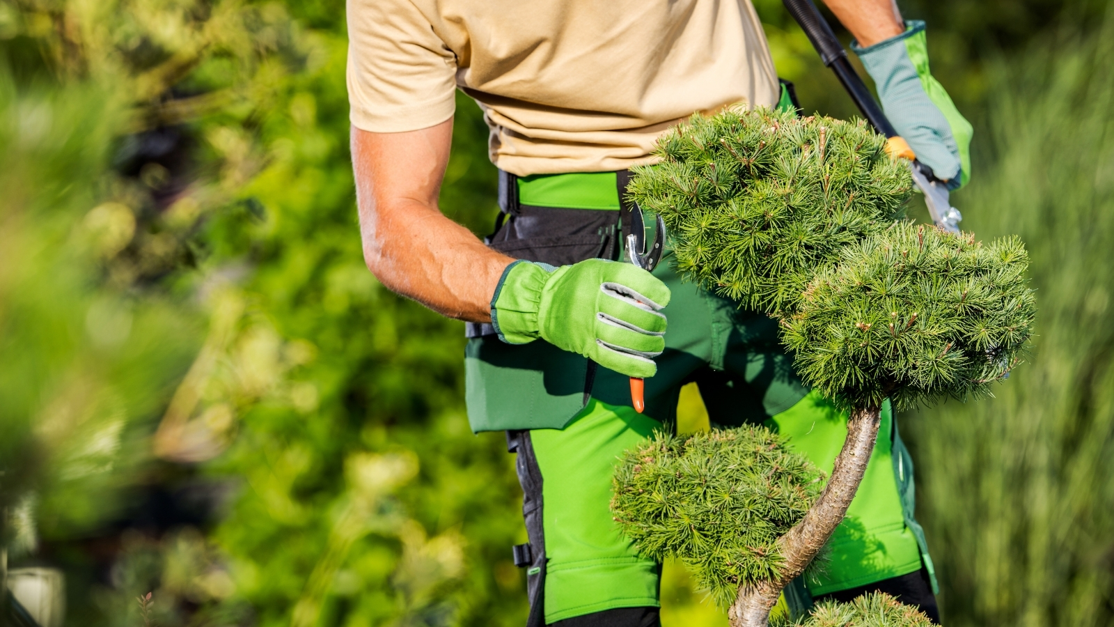 Tree-and-Shrub-Care